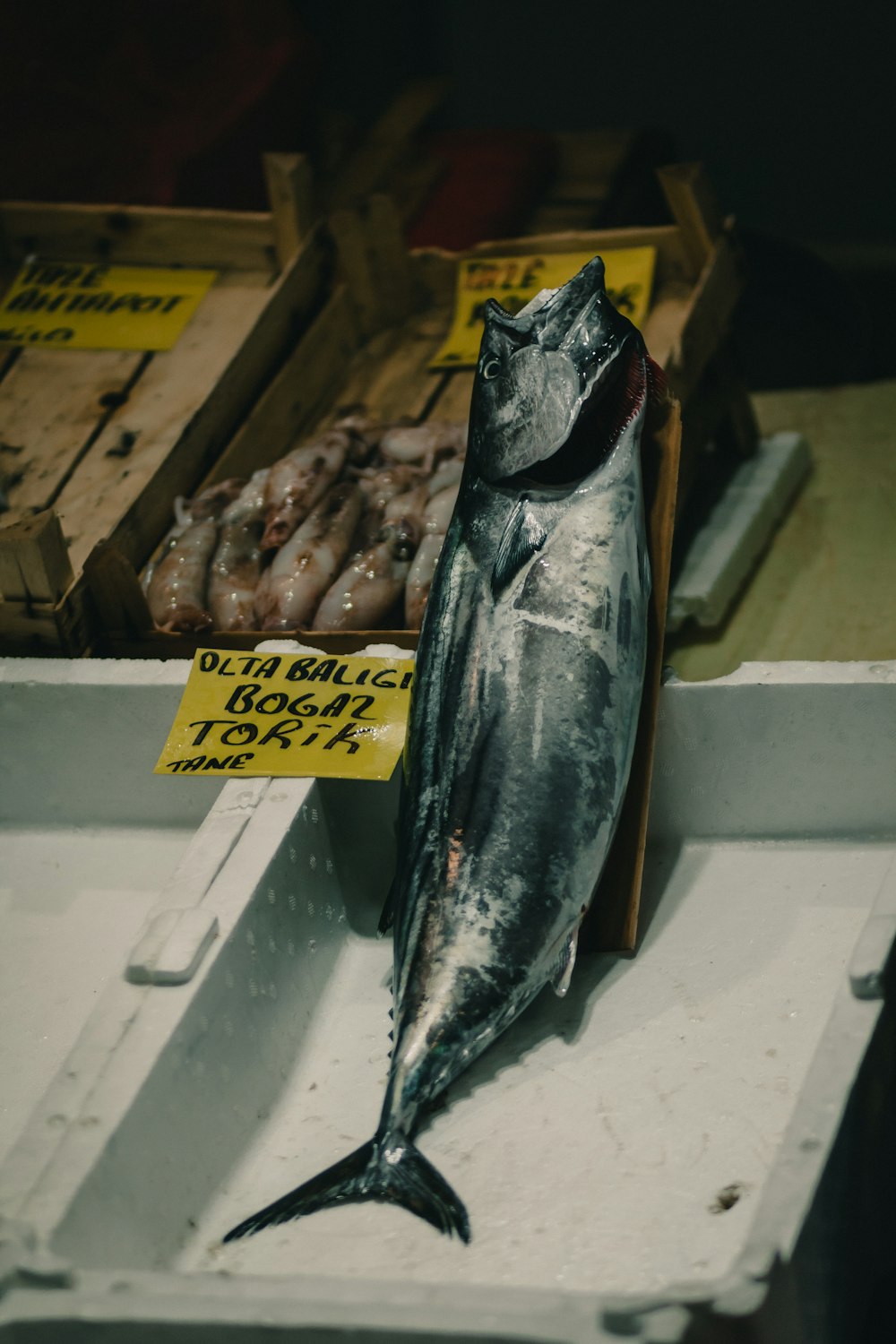 Bogaz Torik fish on display