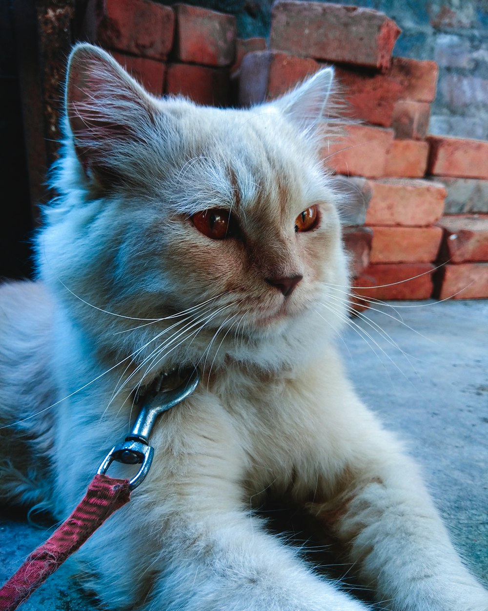 long-fur white cat with tie