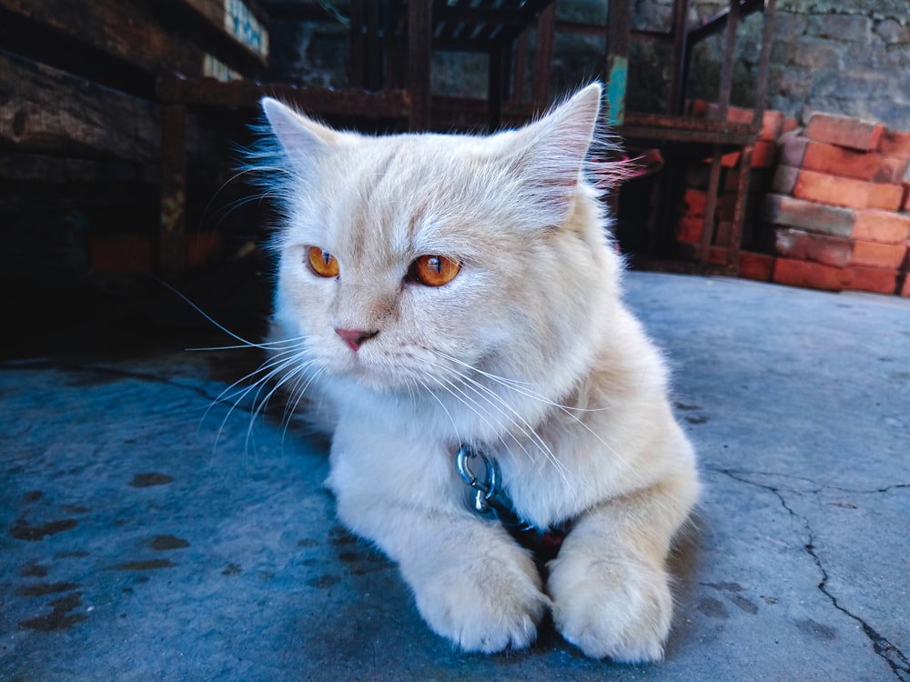 short-fur beige cat on concrete pavement