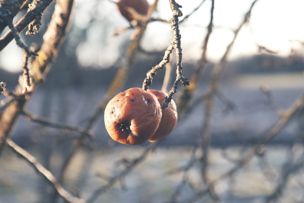 round brown fruits