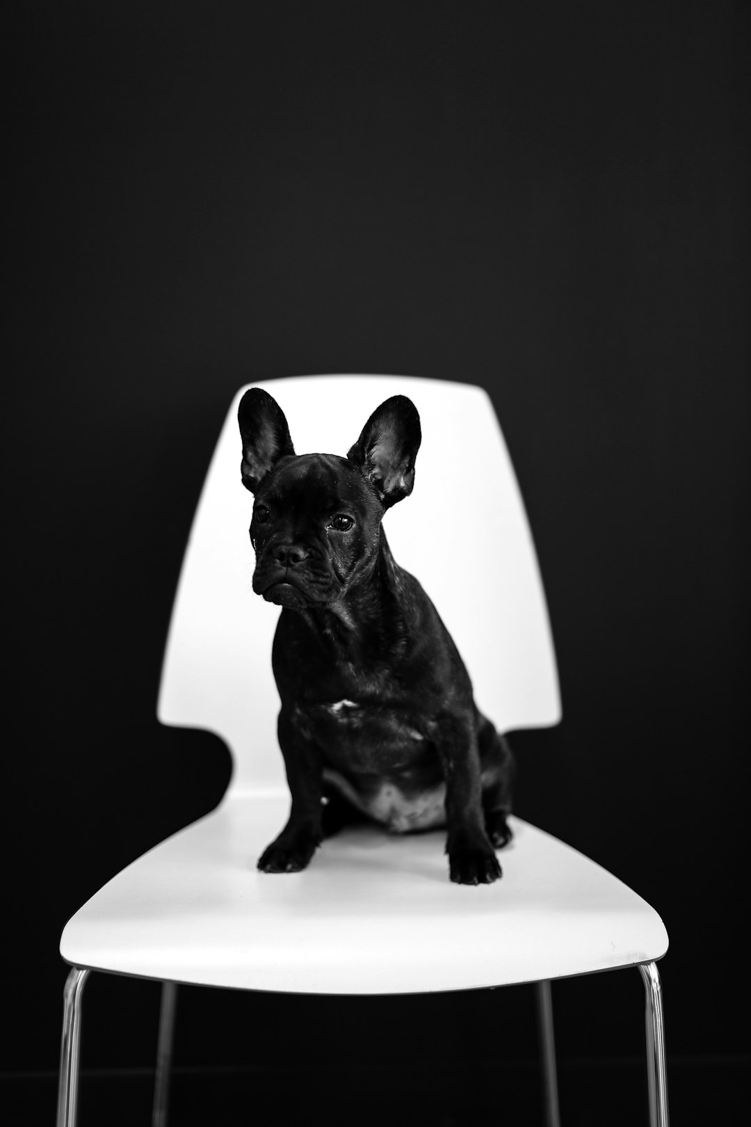 grayscale photography of French bulldog on armless chair