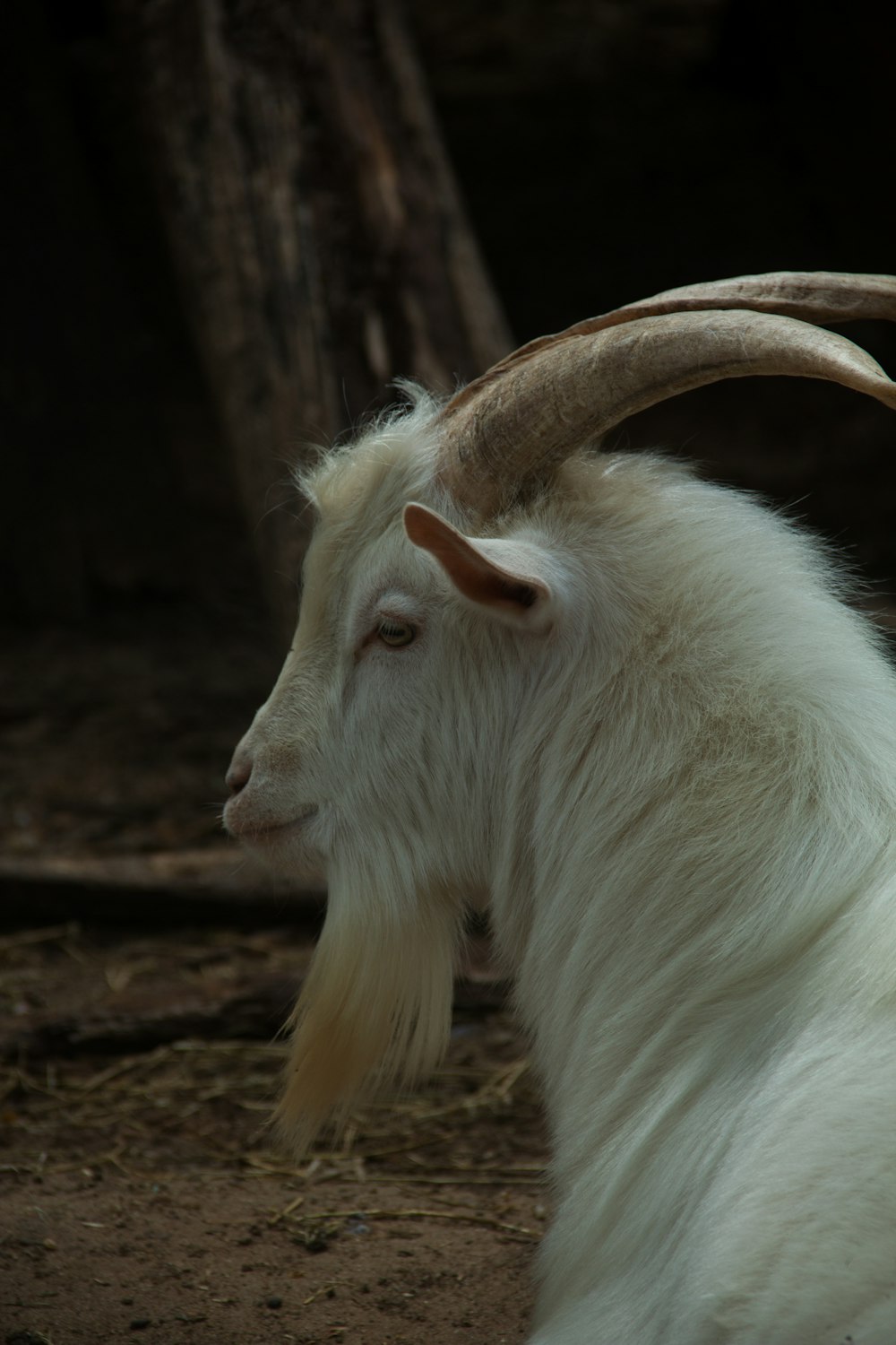 macro photography of white goat