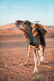 brown camel at the desert during golden hour