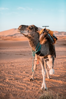 brown camel at the desert during golden hour