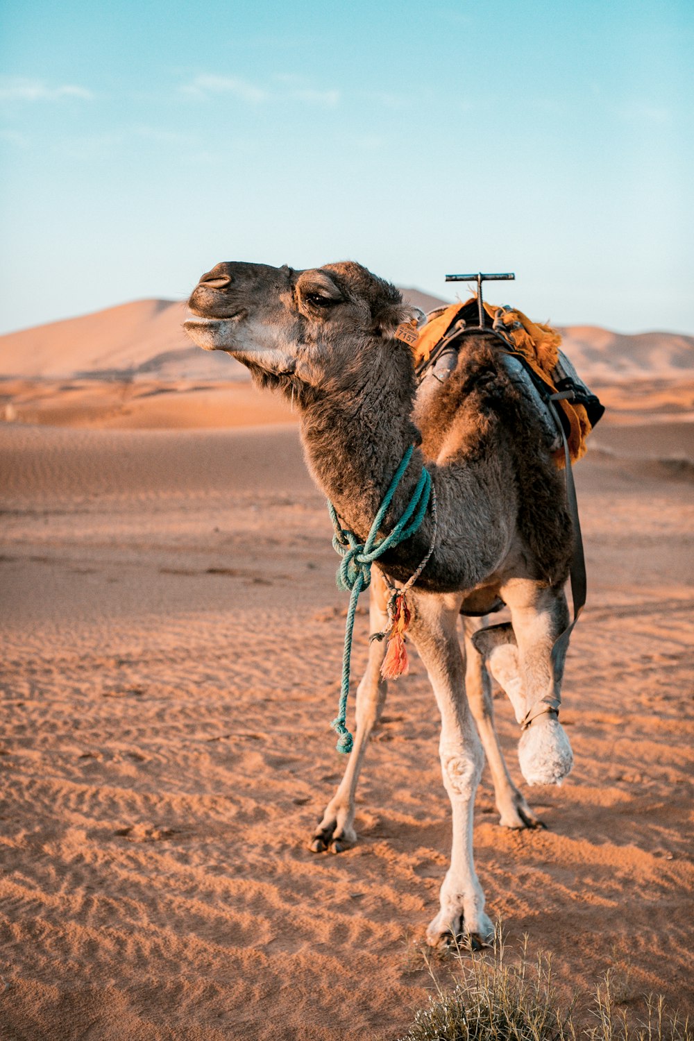 camelo marrom no deserto durante a hora de ouro