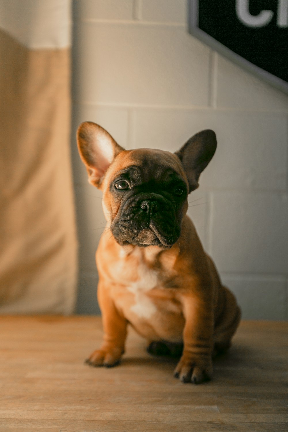 brown French bulldog on brown surface