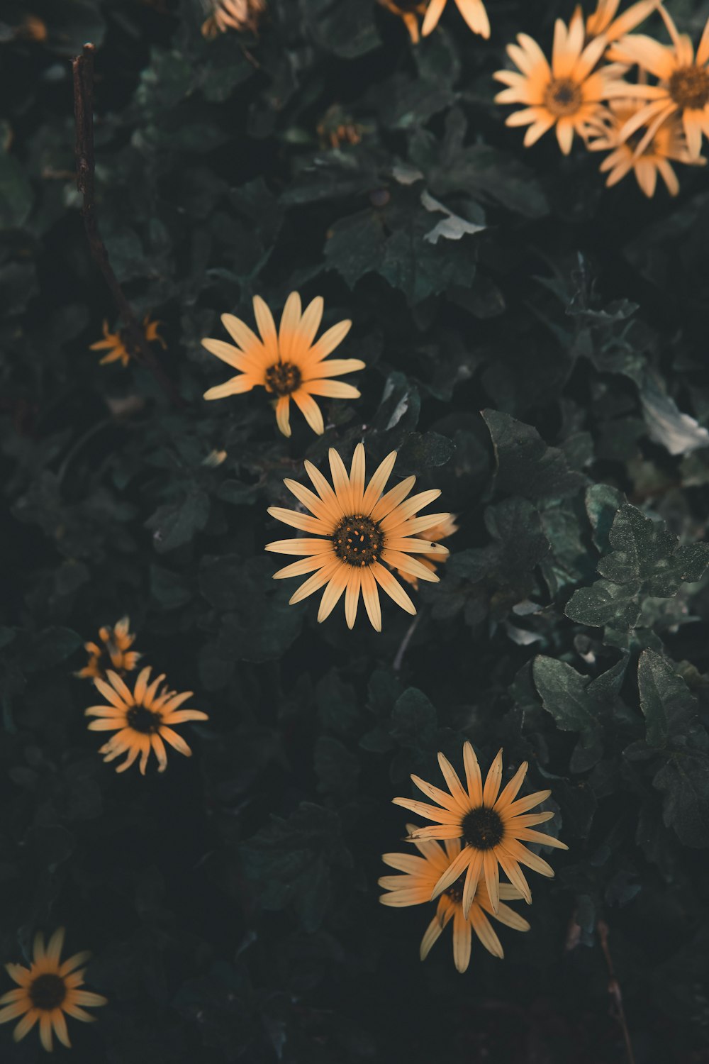 a bunch of yellow flowers that are in the grass