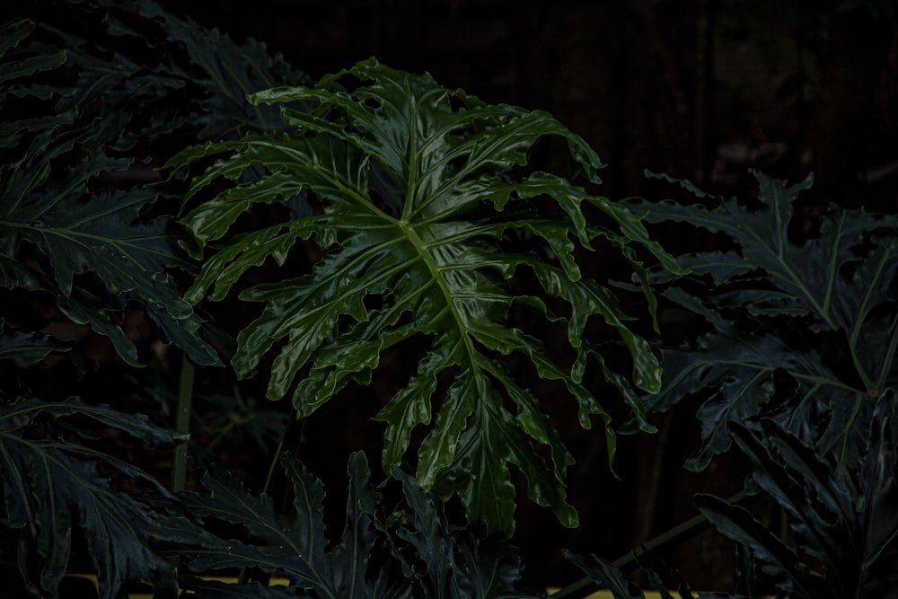 branch of green leaves