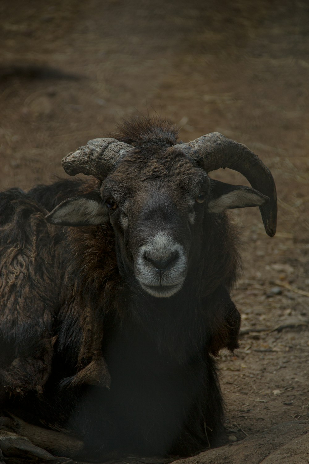 selective focus photography of gray 2-horned animal during daytime