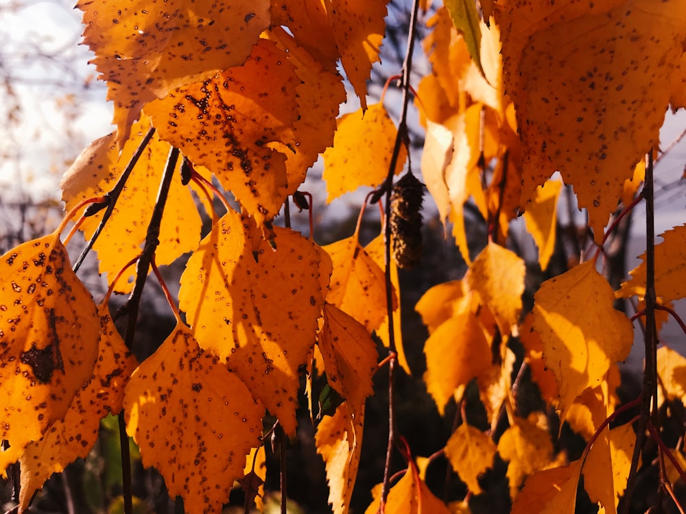 macro photography of orange leaves