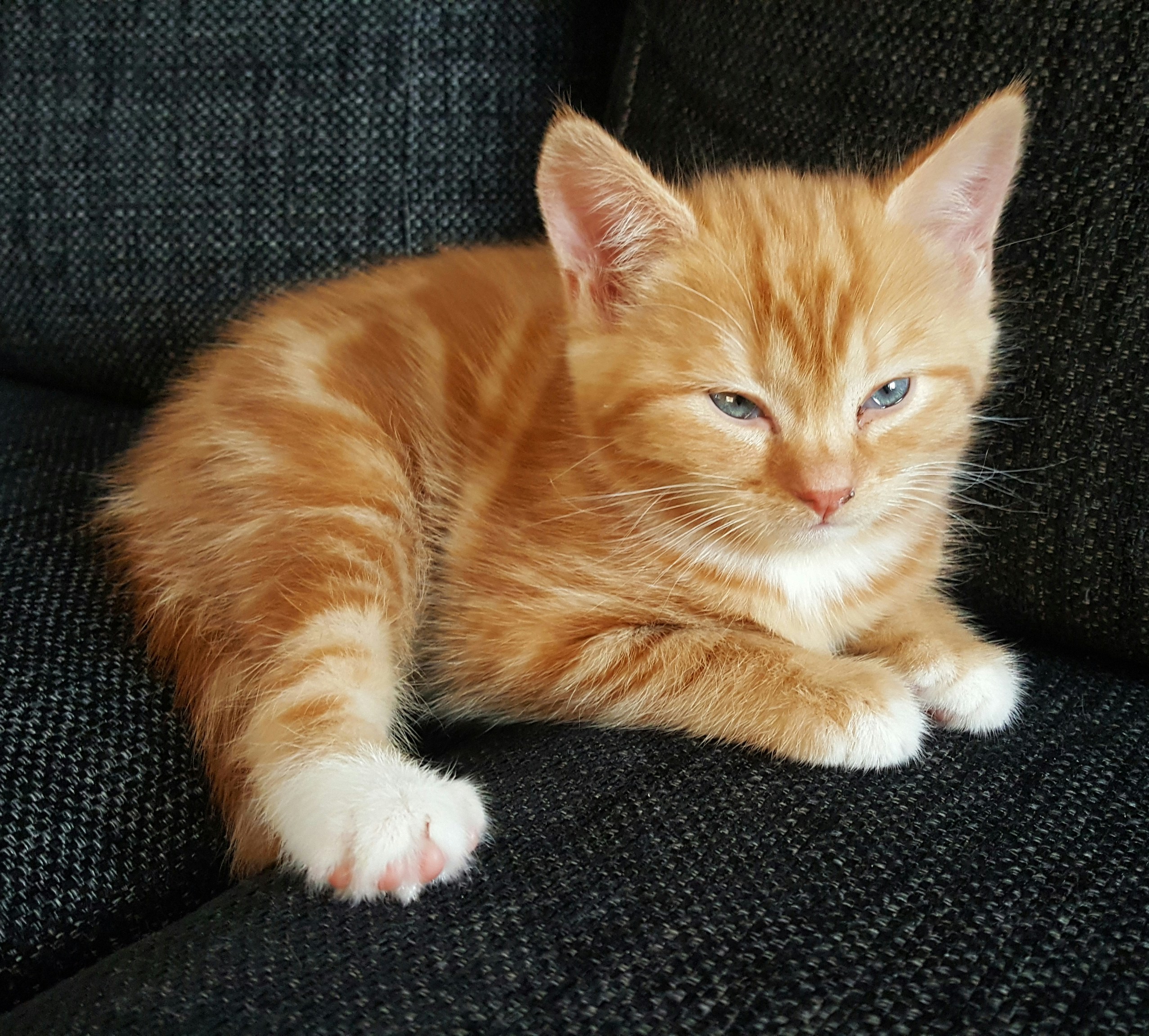Orange Tabby Kitten Sale Online 51 Off Espirituviajero Com
