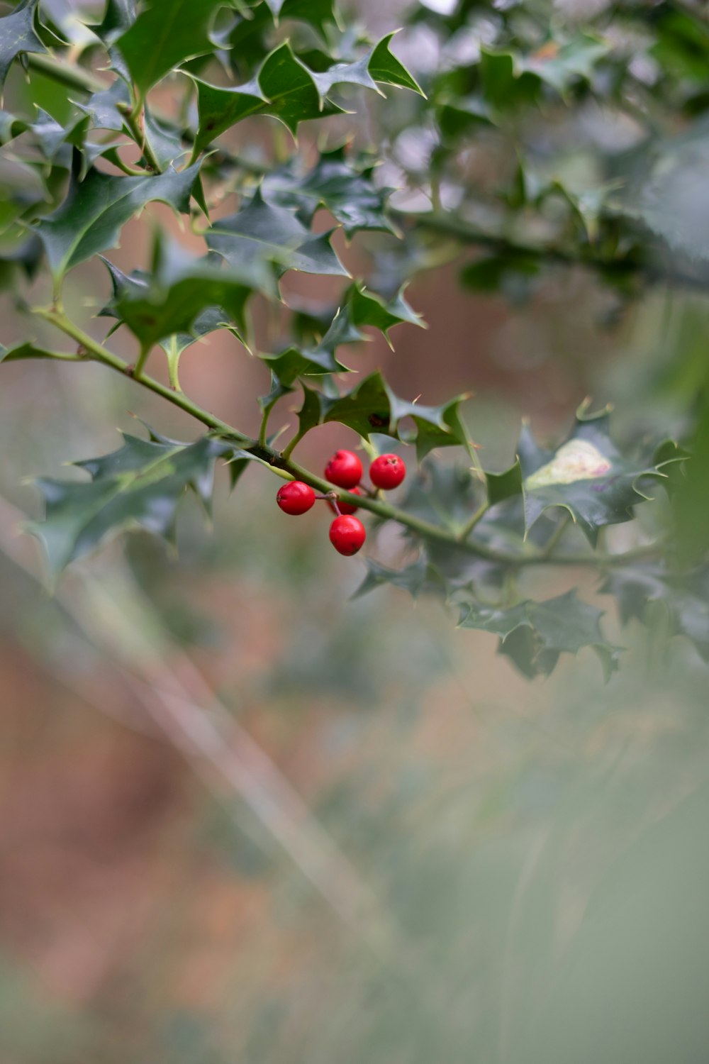 rama de frutos rojos y hojas verdes