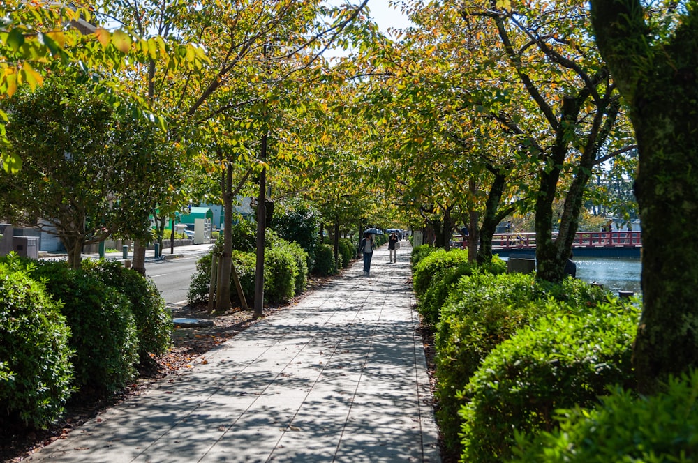 people walking on pathway while using umbrella surrounded with green trees during daytime