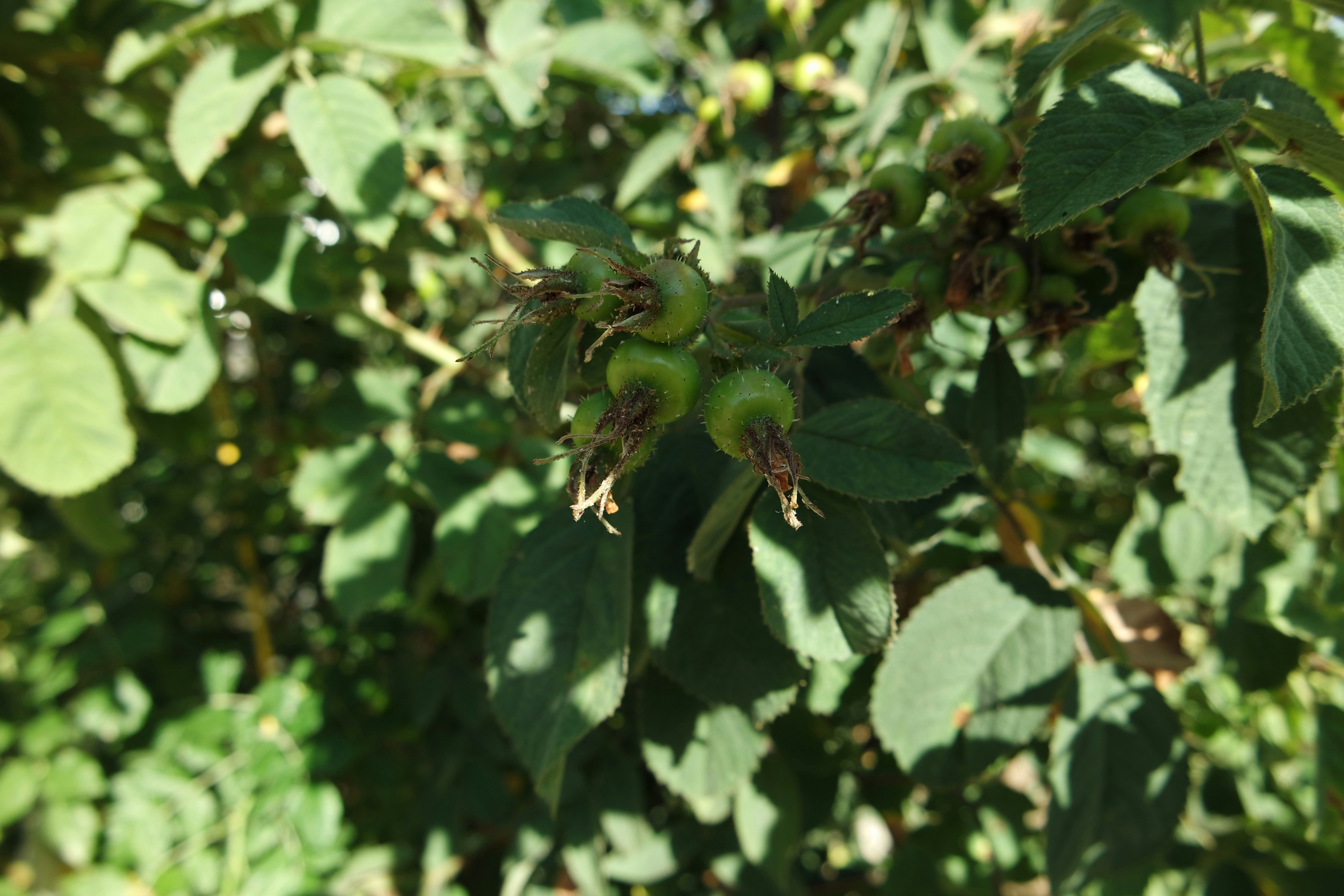 Unlocking the Power of Polyphenols: The Beneficial Compounds Found in Plant Foods