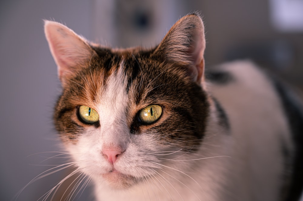 macro photography of brown and white tabby cat