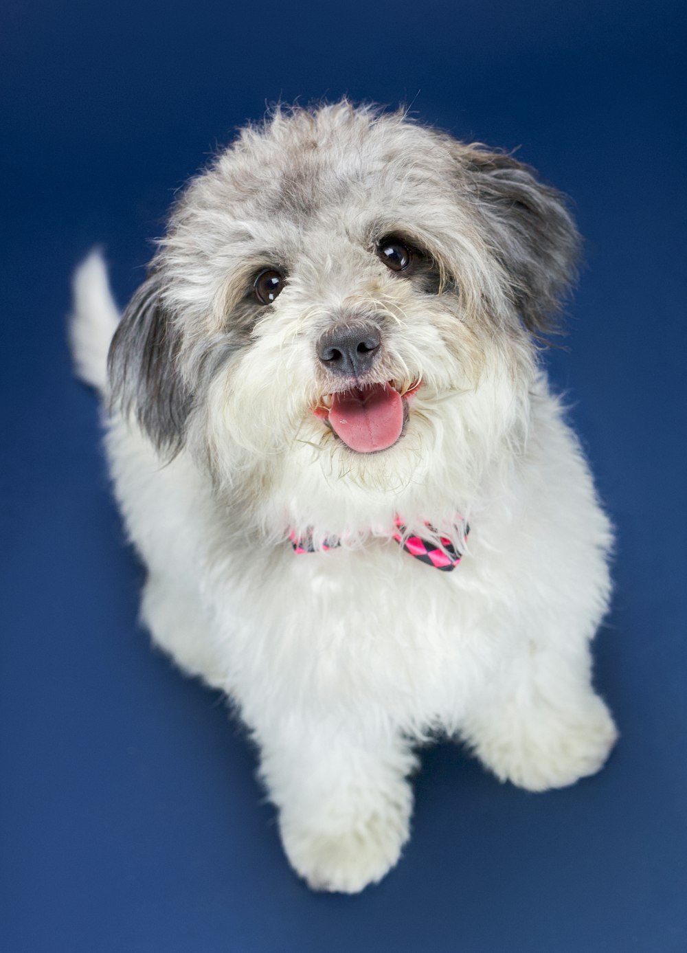 small long-coated white and black dog sitting and looking at the camera