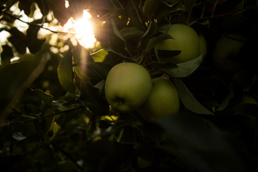 green fruits and leaves hanging from branch