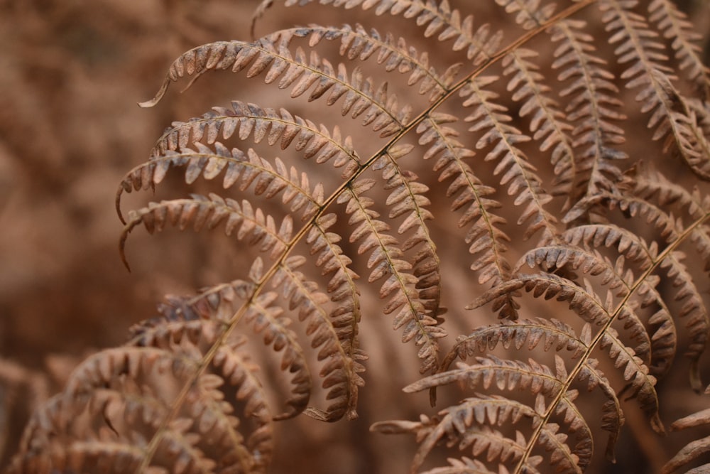 brown leaf plant