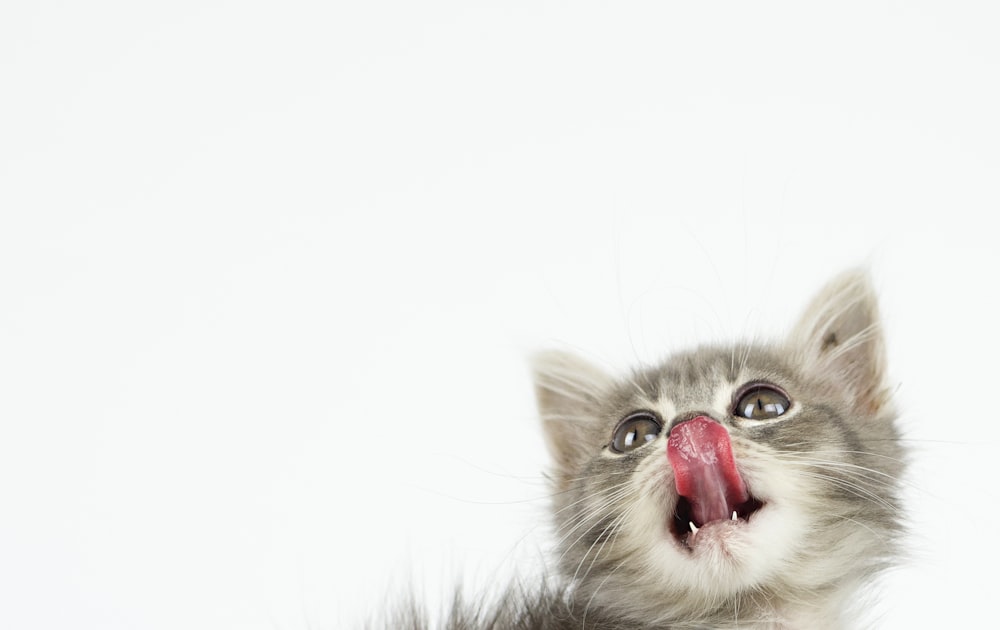 white and grey bicolor kitten