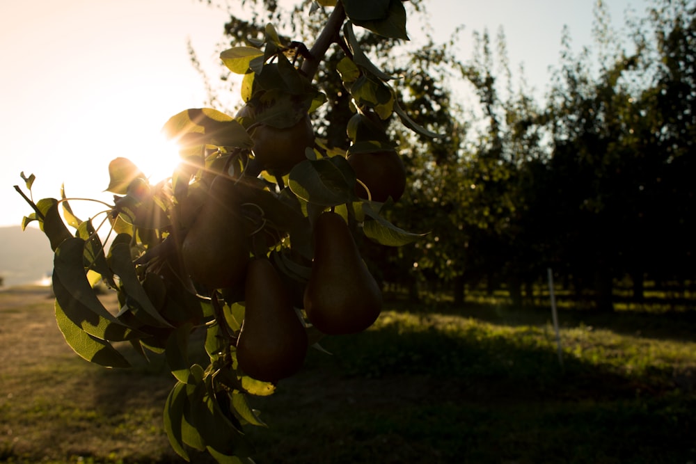 fruits and leaves hanging from branch