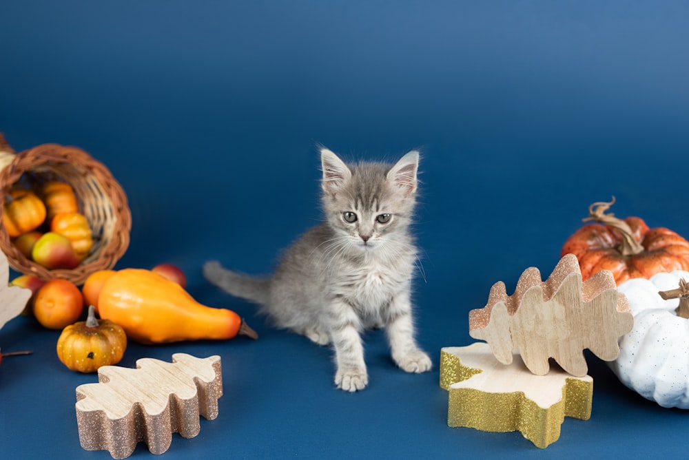 white and grey bicolor kitten