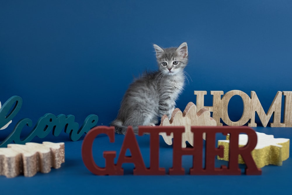 gray tabby kitten beside freestanding letter decors