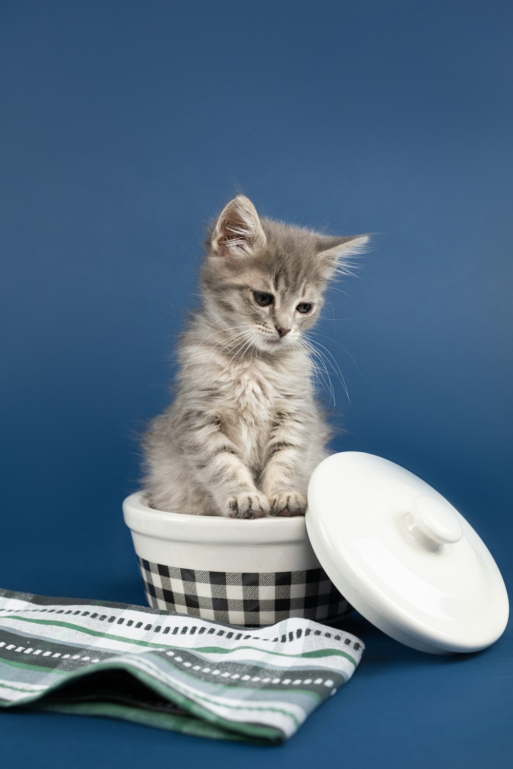 white and grey bicolor kitten