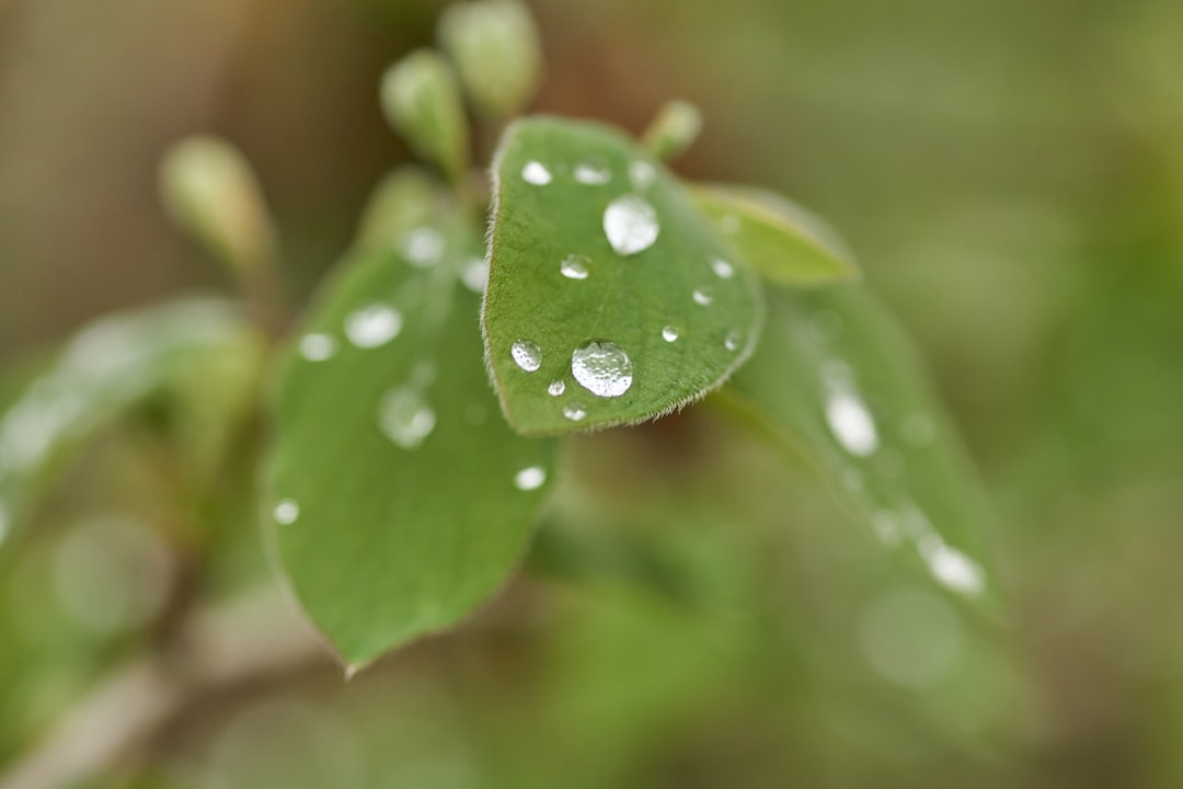 wet green leaf plant