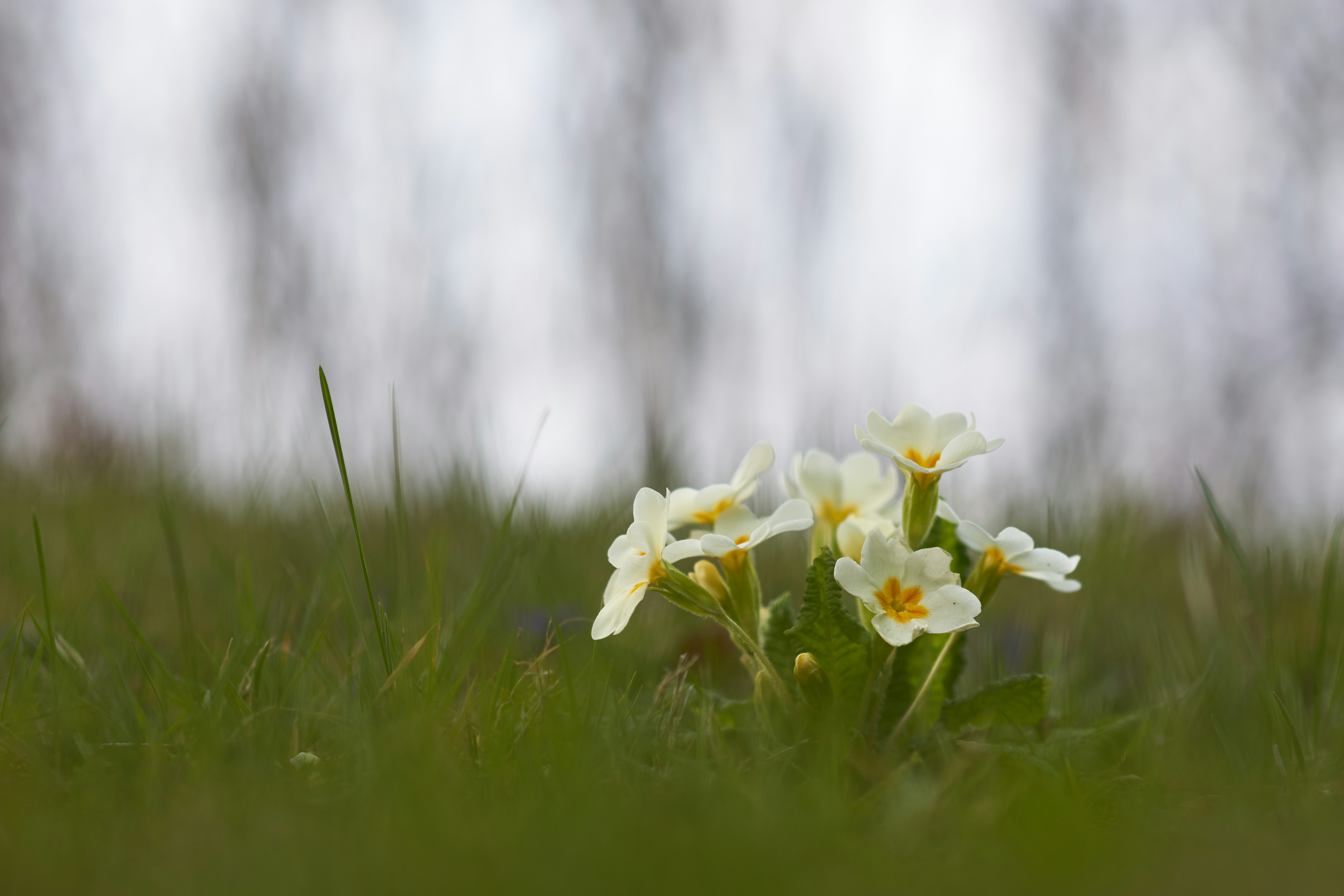 Photo by wolfgang_hasselmann