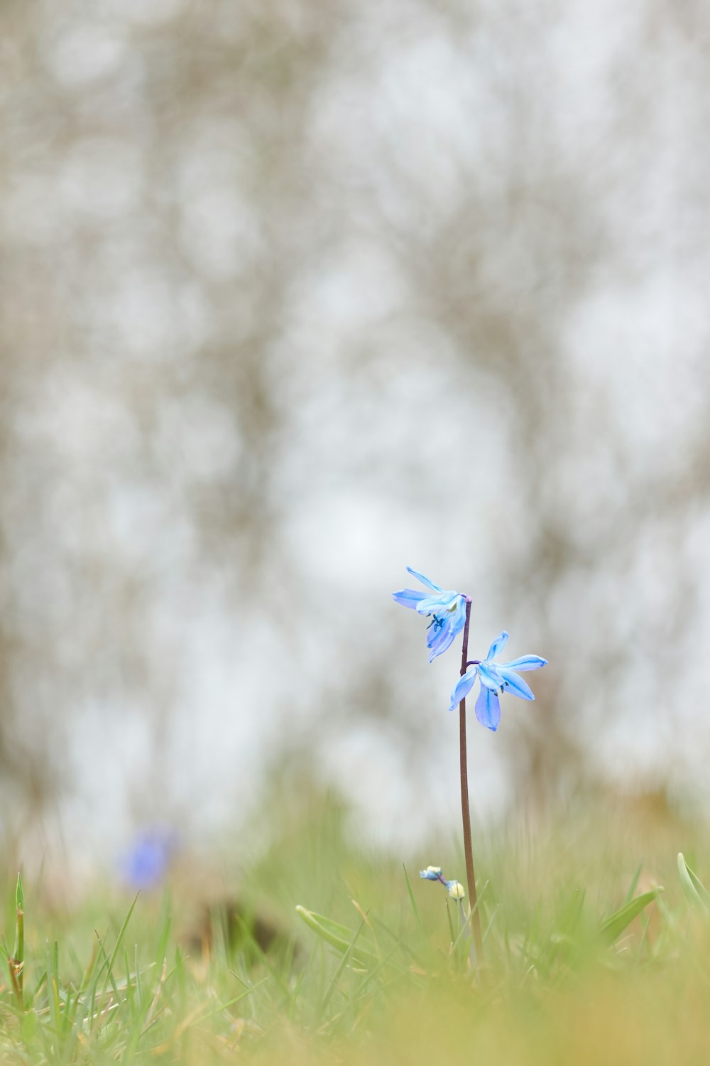 selective focus photography of blue petaled flowers during daytime
