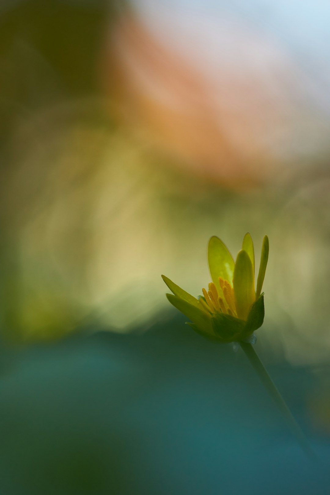 yellow petaled flower