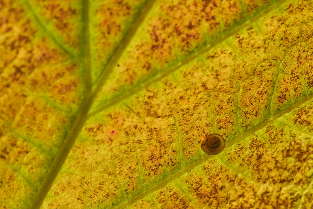 macro photography of yellow and green leaf