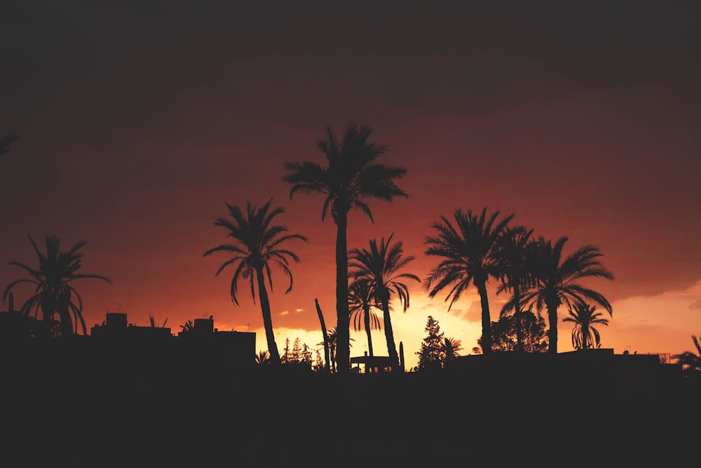 silhouette of palm trees during golden hour