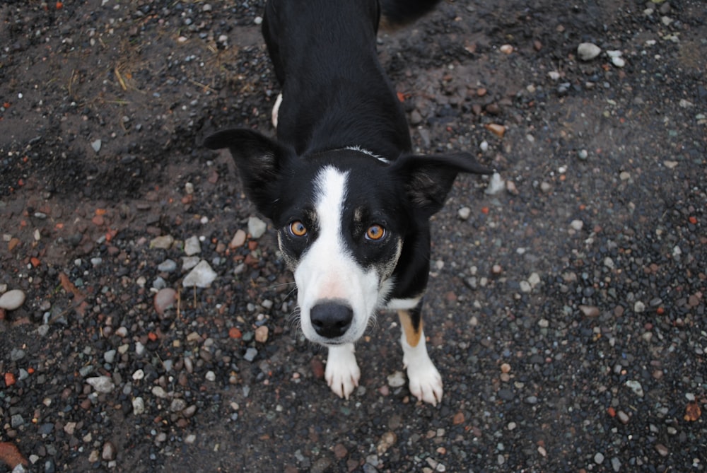 dog looking at the camera