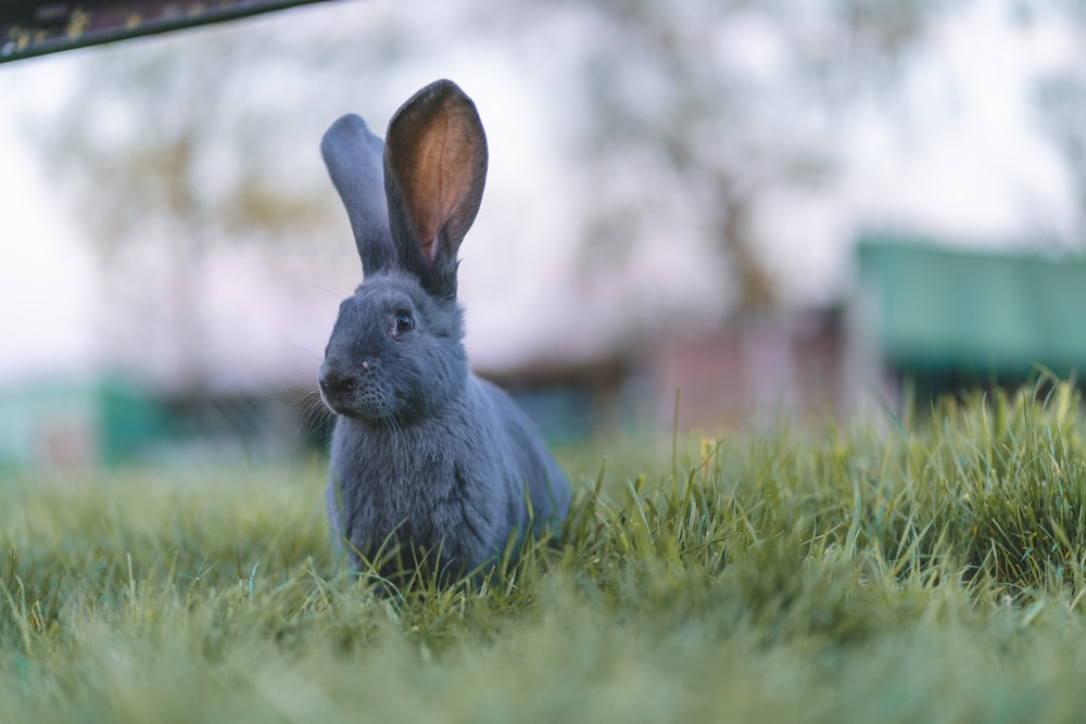 gray bunny on green field