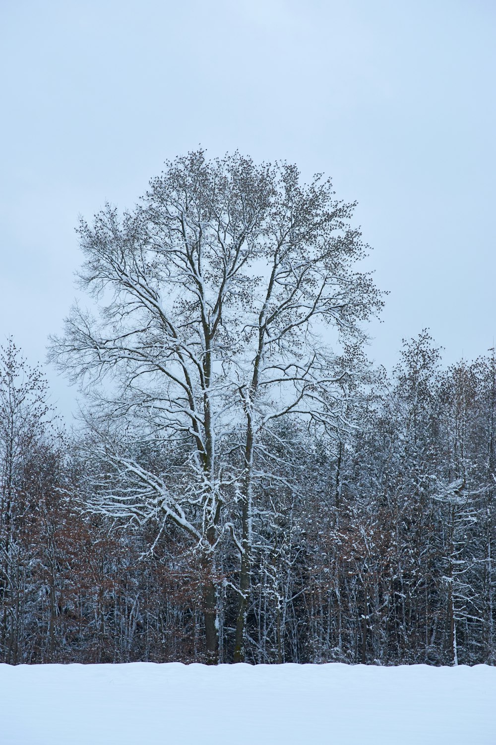 field and trees covered with snow during daytime