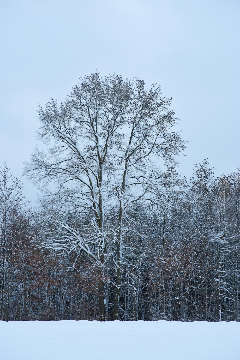 campo e alberi coperti di neve durante il giorno
