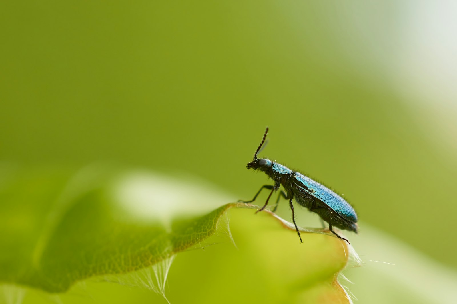 Sony SLT-A77 + MACRO 50mm F2.8 sample photo. Green insect photography