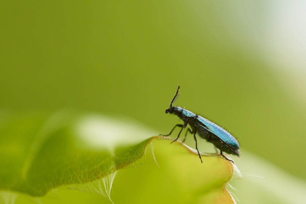 green insect