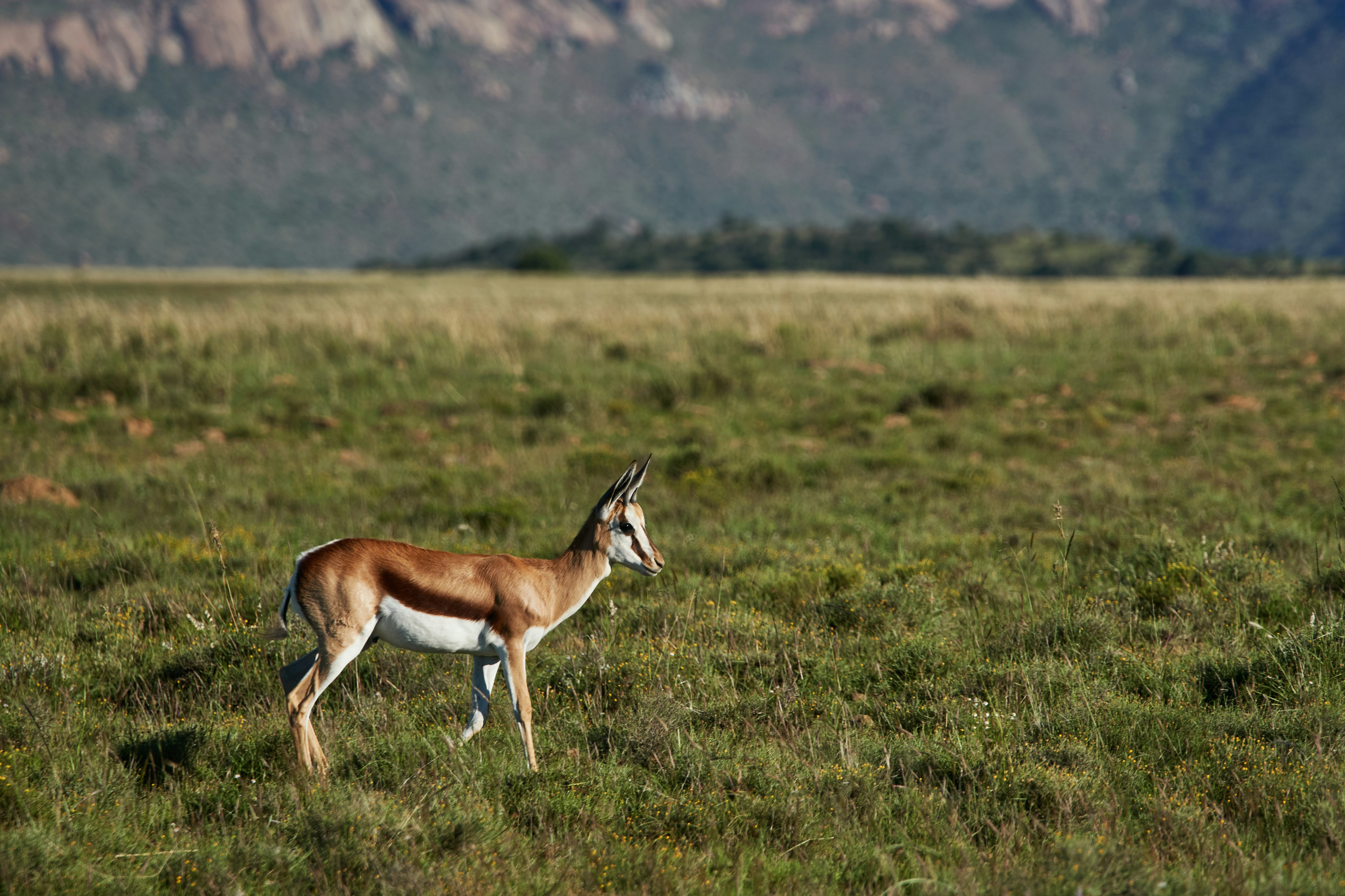 Photo by wolfgang_hasselmann