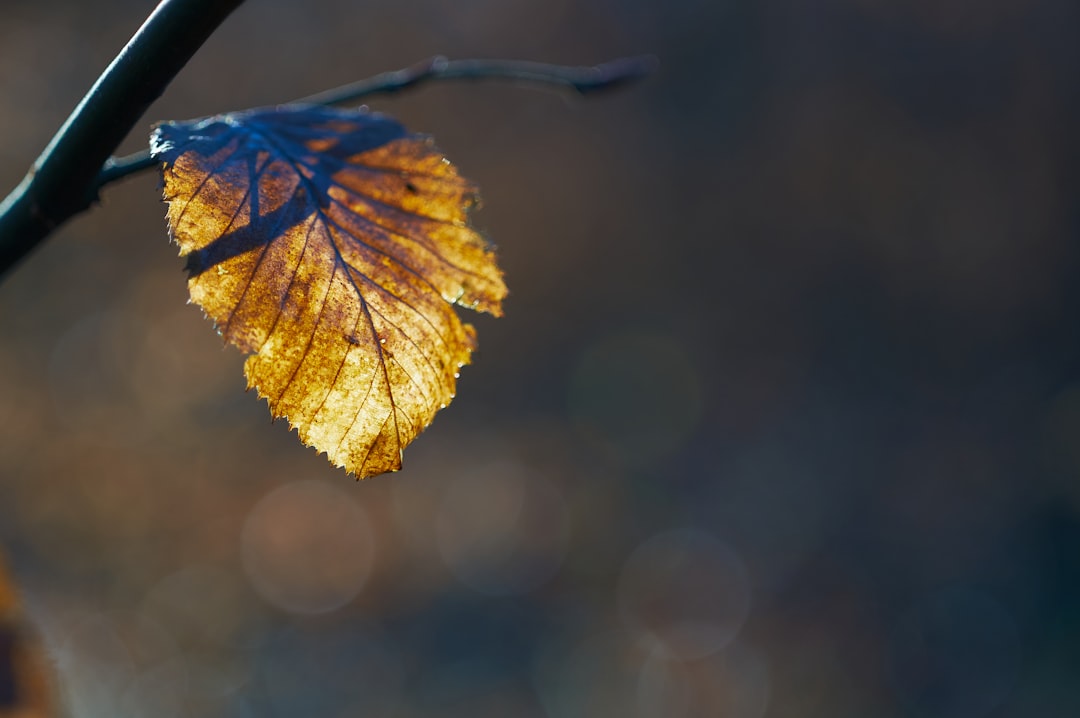 dry leaf photograph