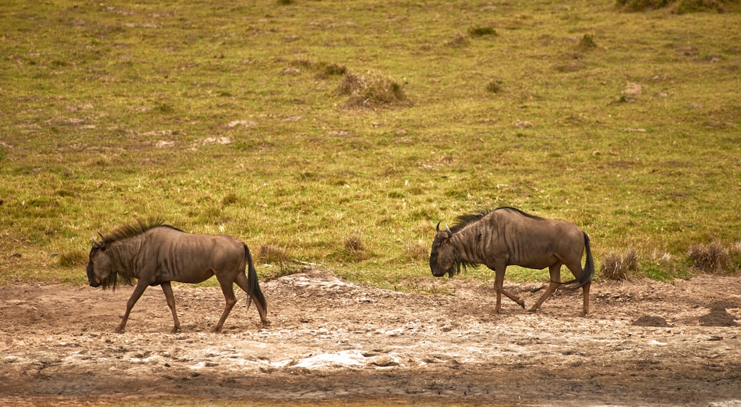 two brown bison on the field