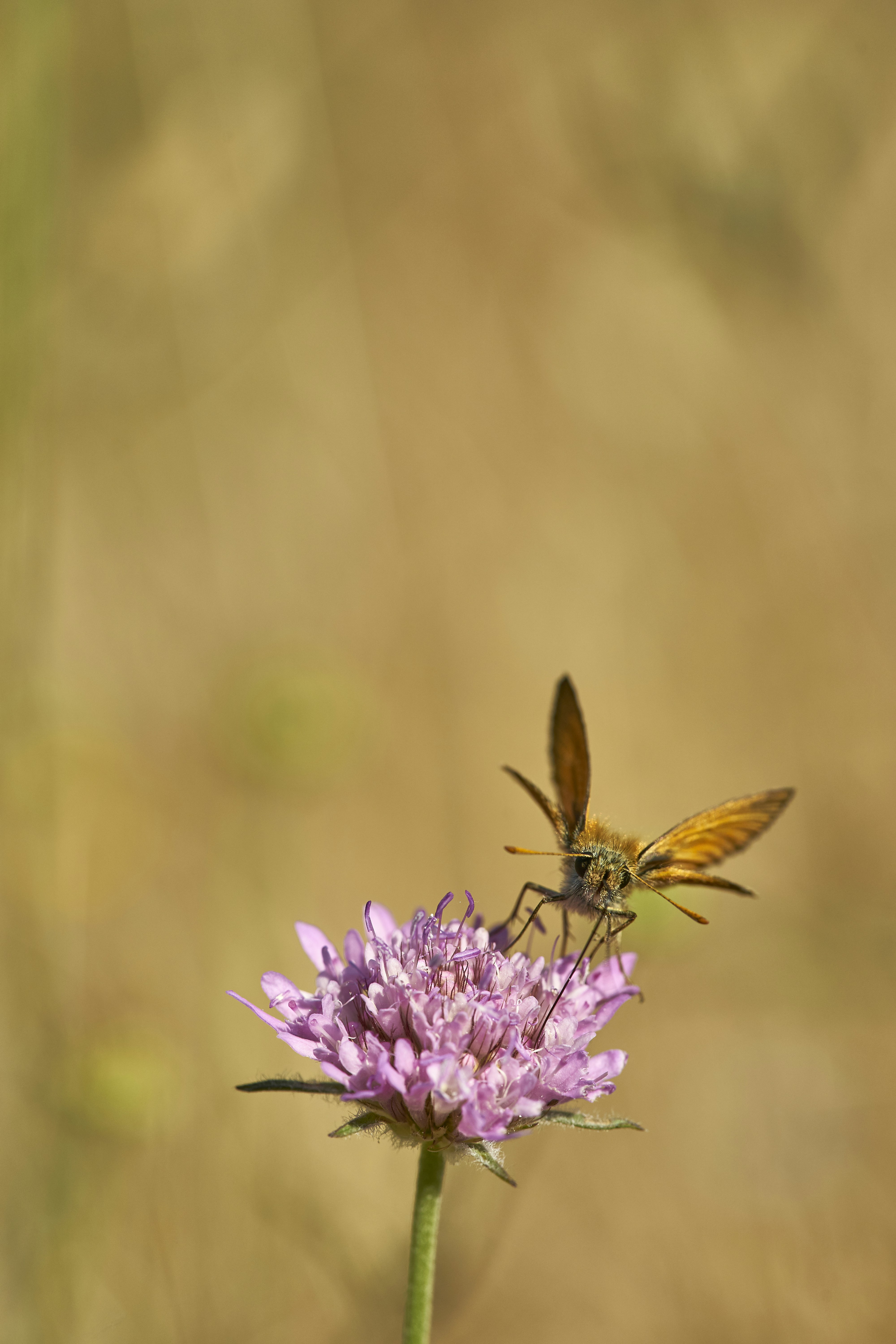 Photo by wolfgang_hasselmann