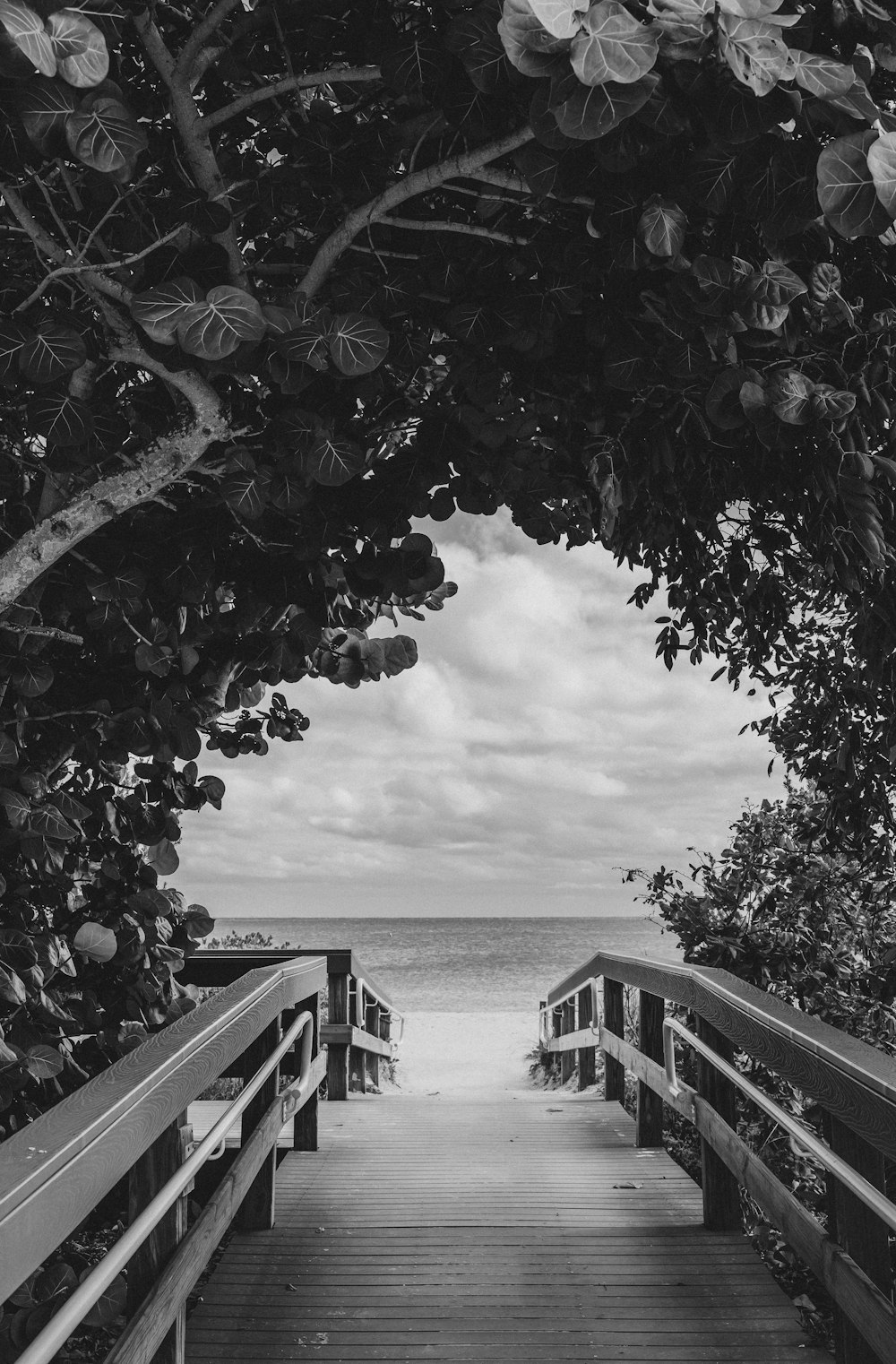 grayscale photography of wooden dock near trees viewing sea