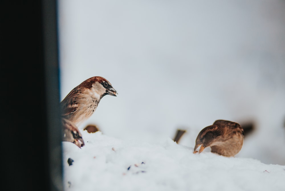 two brown sparrow birds on snow