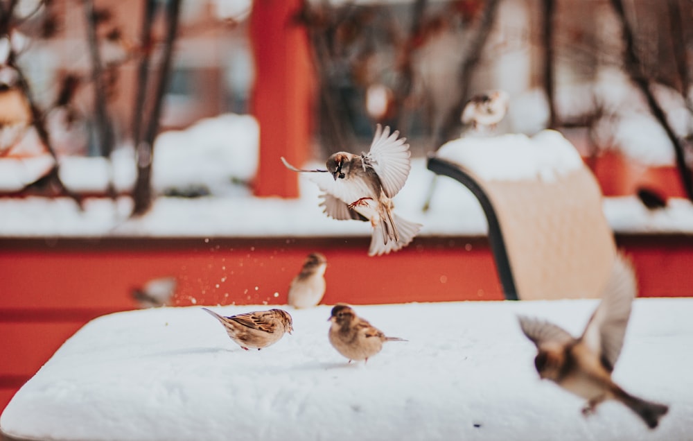 brown sparrow birds