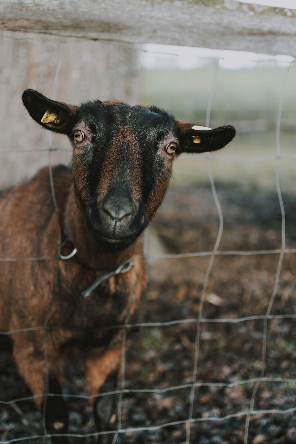 brown and black goat near gray fence