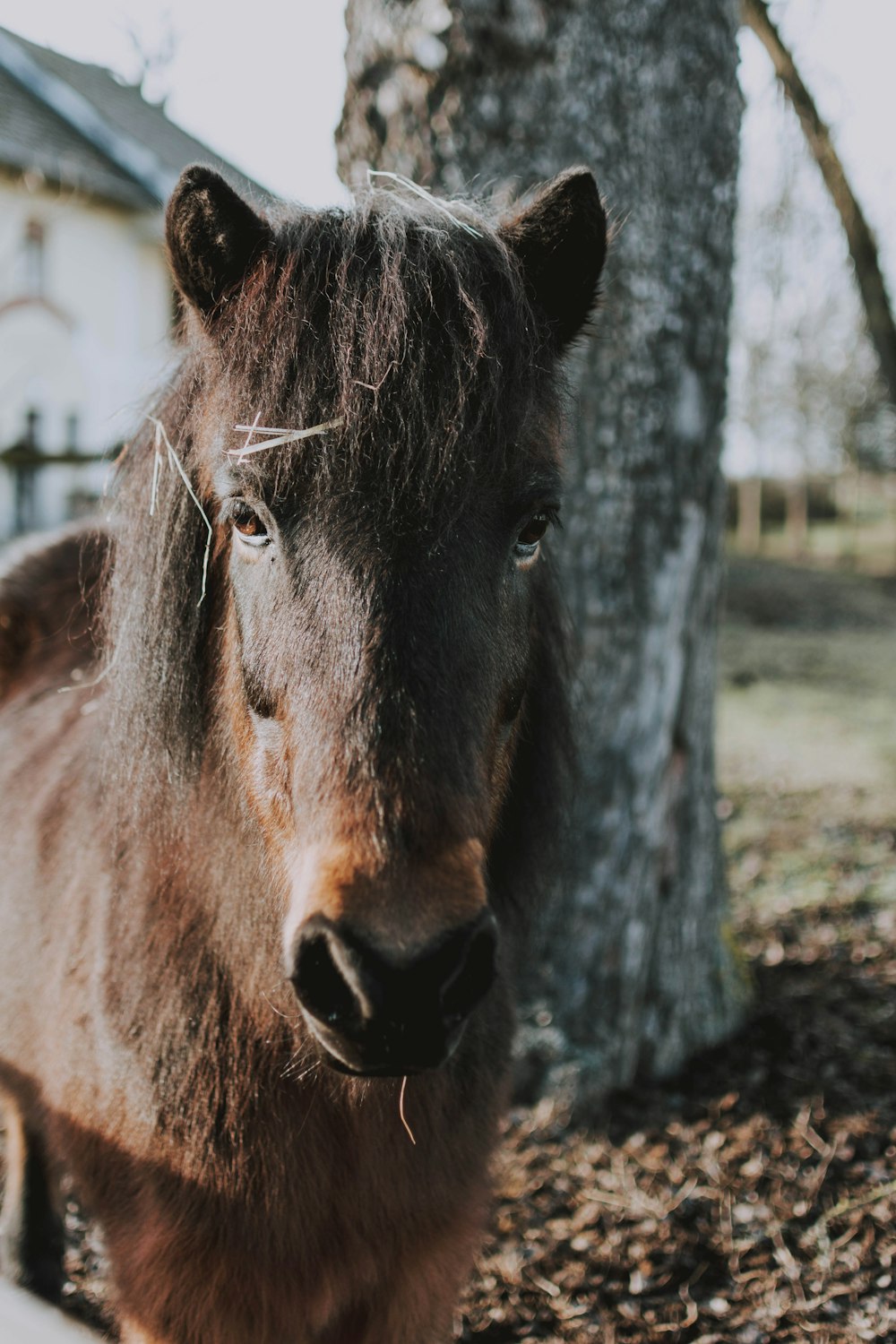 brown horse