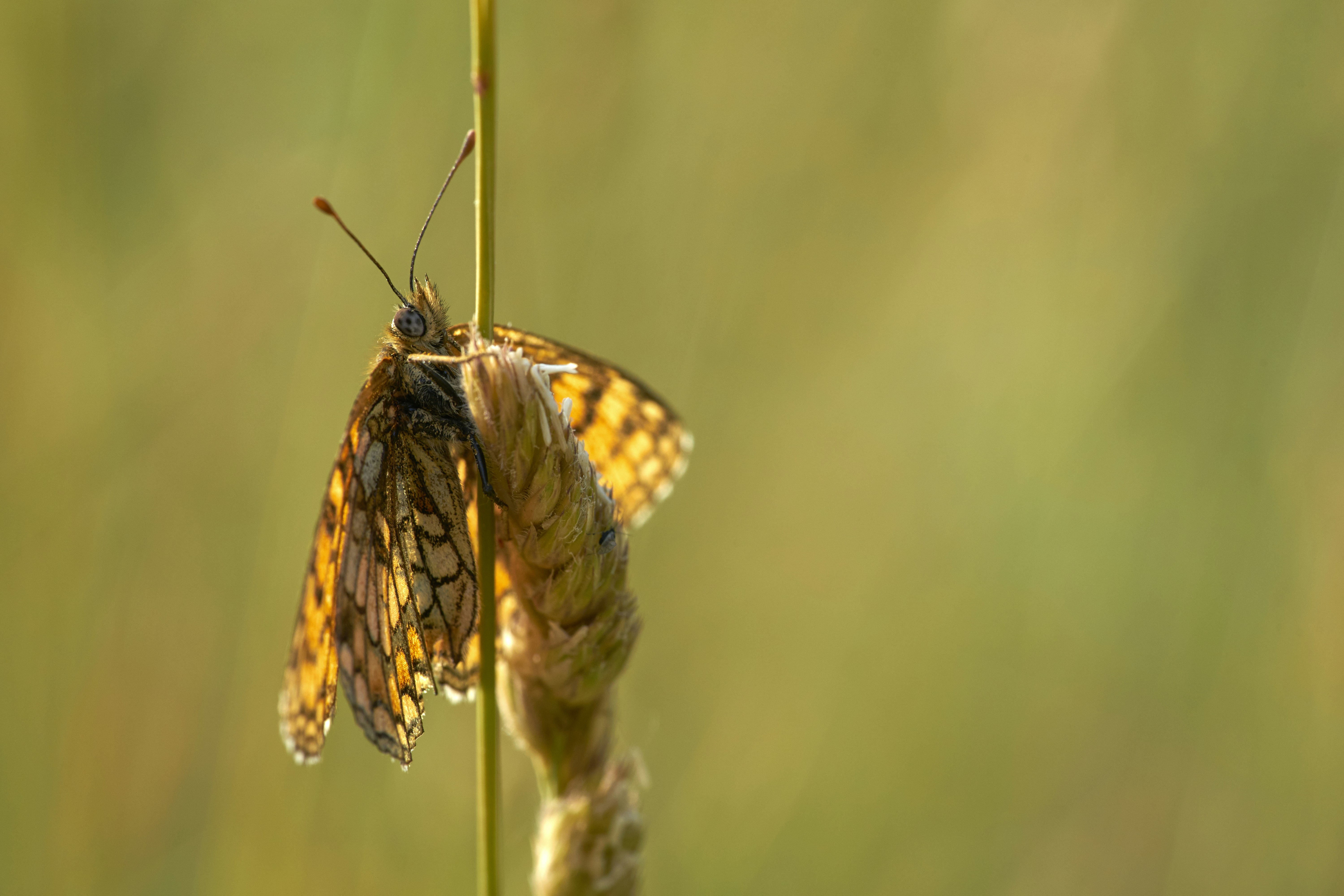 Photo by wolfgang_hasselmann