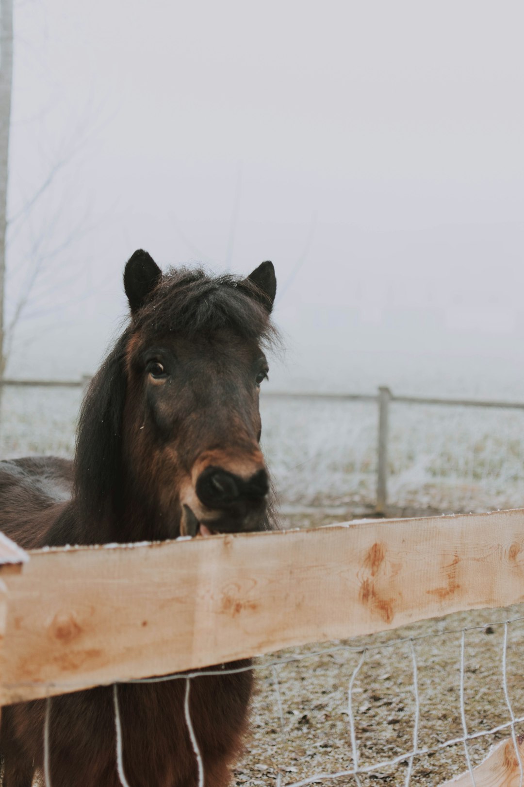 black horse beside fence during daytime